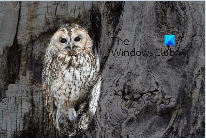 PowerPoint से तस्वीर के किसी भाग को ब्लर कैसे करें