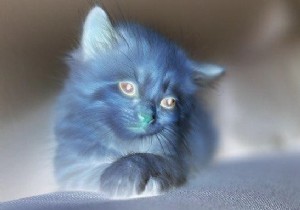 जावा ओपनसीवी लाइब्रेरी का उपयोग करके नकारात्मक छवि को सकारात्मक छवि में कैसे परिवर्तित करें? 