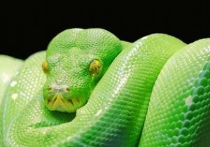 मैक पर पायथन स्क्रिप्ट कैसे चलाएं 