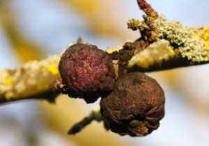 3 कारण आपके मैकबुक में दोषपूर्ण ट्रैकपैड है 