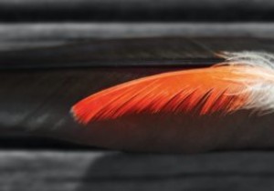 अपने रास्पबेरी पाई को व्यक्तिगत वेब सर्वर में कैसे बदलें 