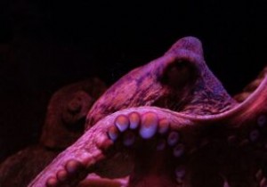 Octoparse समीक्षा:वेब स्क्रैपिंग मेड ईज़ी 