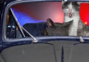 छवियों को ऑनलाइन कैसे धुंधला करें