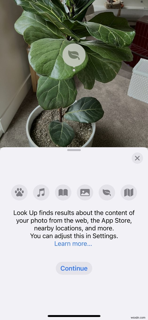 सिर्फ एक फोटो खींचकर अपने iPhone पर पौधों की पहचान कैसे करें