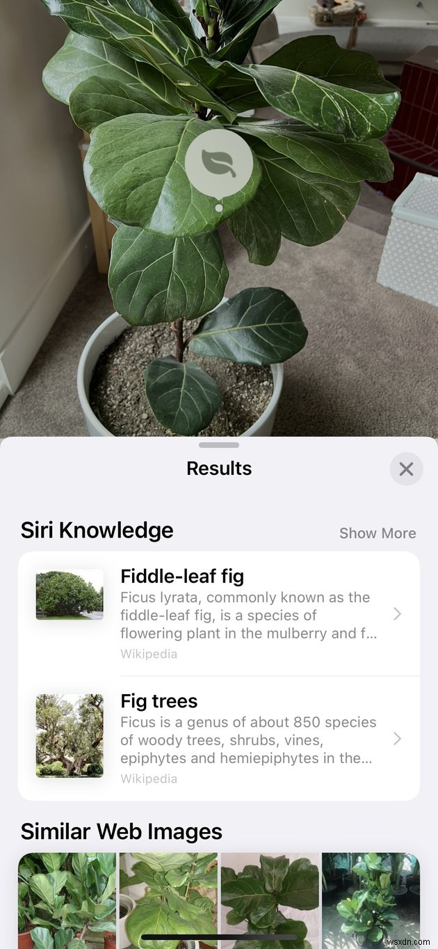 सिर्फ एक फोटो खींचकर अपने iPhone पर पौधों की पहचान कैसे करें
