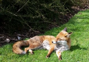 फ़ायरफ़ॉक्स, पॉकेट और प्रायोजित कहानियाँ