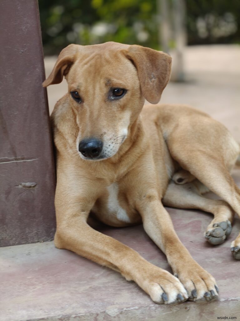 ओप्पो फाइंड एक्स9 रिव्यू:एक संतुलित फ्लैगशिप जो डिज़ाइन, कैमरा, परफॉर्मेंस और बैटरी प्रदान करता है 